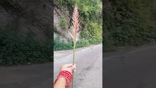 Aa kahin dur chale jaen ham  songsshort videotravel viral video😘👌💋❤️💃 [upl. by Anirbak]