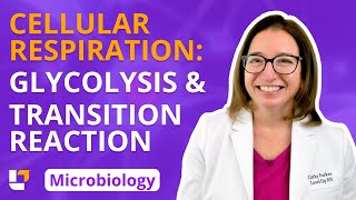 Cellular Respiration Glycolysis amp Transition Reaction Microbio Microbiology  LevelUpRN [upl. by Hui368]