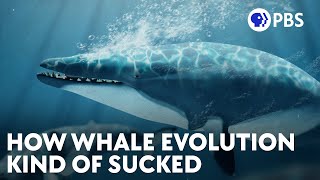 How Whale Evolution Kind Of Sucked [upl. by Nilek]