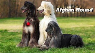 The Afghan Hound Grace History and Unique Charm [upl. by Sophi188]