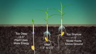 Corn Planting Depth 989 Air Date 31917 [upl. by Kaehpos31]