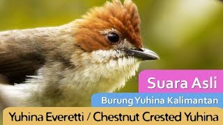 Burung Yuhina KalimantanPrenjak Batu Cerecetannya Mirip Gereja Tarung Audio Masteran Burung [upl. by Idner]