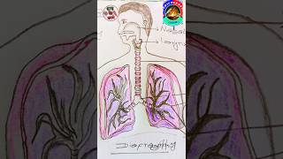 How to draw pulmonary systemshortsvideo drawingart health [upl. by Fosque]