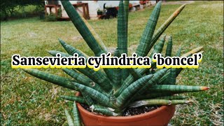 sansevieria cylindrica ‘ bonsel’ [upl. by Enneirdna324]