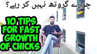 How to take care of Aseel Chicks  Chozay growth nahi kr rahai  Best Asil in Pakistan [upl. by Rivy409]