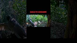 Eagle vs goshawk trending eagle goshawk animals birds birdofprey youtubeshorts short [upl. by Enilegna528]