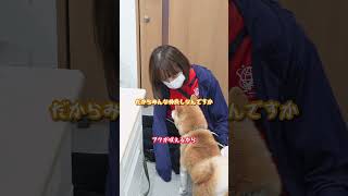 しゃべる犬。怒られて反論する豆柴フク 犬 しゃべる犬 喋る犬 かわいい おもしろ 豆柴 柴犬 [upl. by Anita]