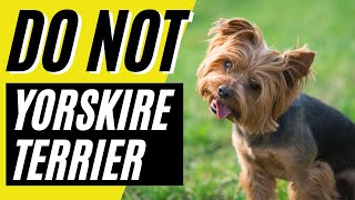 10 Reasons You SHOULD NOT Get a Yorkshire Terrier Yorkie Dog [upl. by Arutek753]