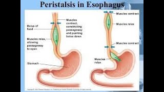 Esophageal Peristalsis [upl. by Idaf]