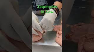 Salpingitis In Cow reproduction gynaecology biology veterinaryeducation [upl. by Okir]