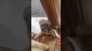 Lhasa Apso Puppies kennel dogs [upl. by Sucramad620]