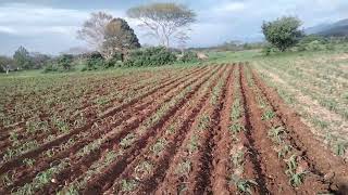 deserbando la milpa con el mamalon saludos amigs [upl. by Leirej]