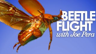 Beetles in Flight with Joe Pera [upl. by Middendorf]