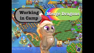 Merge Dragons  Working in Camp After Event [upl. by Onaicilef537]