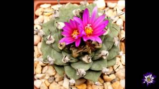 Turbinicarpus alonsoi [upl. by Auberta]