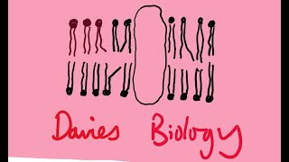 14 Enzyme Activity A Colorimetric Method [upl. by Auhoj]