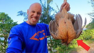 3 Days Eating Only What I Catch in Hawaii Chicken Edition [upl. by Chaney]