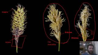 Cyperaceae e Juncaceae com Luís Adriano Funez [upl. by Ssitruc]