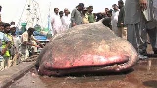 Dunya NewsKarachi fishermen catch 3500 KG 18feet shark [upl. by Neiv]