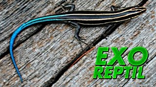 Exo Reptil  Ya Conoces al Escinco de Cola Azul Bluetailed Skink [upl. by Phaidra]