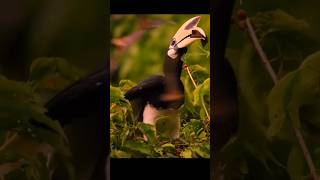 Hornbill rare moment subscribe animals nature viralvideo foryou [upl. by Dana]