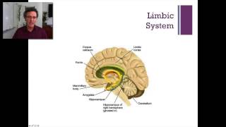 Lecture 3 Subcortical Regions [upl. by Dnomse114]