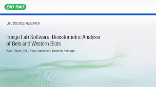 Image Lab Software Densitometric Analysis of Gels and Western Blots [upl. by Danby]