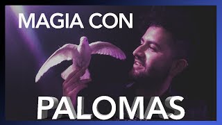 VLOG MAGIA CON PALOMAS  Manipulación de objetos [upl. by Leahcimluap]