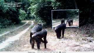 Female chimpanzees fascination with mirror incenses male  chimpanzé frappe le miroir des femelles [upl. by Bruis139]