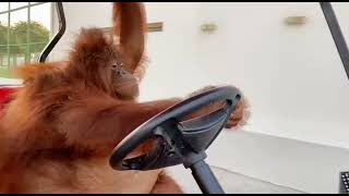 orangutan driving golf cart [upl. by Prober]