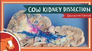 Mammalian Kidney Dissection [upl. by Reld]