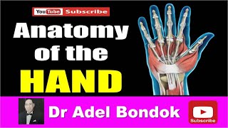 Anatomy of the Hand Dr Adel Bondok [upl. by Cate]