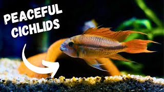 TOP 5 Peaceful Cichlids For Your Aquarium [upl. by Ver325]