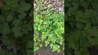 Maidenhair fern Adiantum sp growing by itself without any special care [upl. by Stuart]