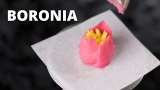 How to pipe buttercream boronia flower  Cake Decorating For Beginners [upl. by Durrej96]