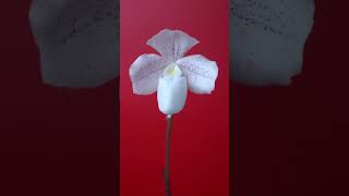 Цветение Paphiopedilum niveum из личной коллекции [upl. by Ahsimot]