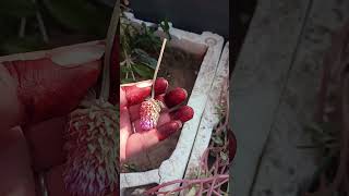 Gomphrena plant seeds bestoutofwaste floweringplant easygardening wintergardening [upl. by Riley]