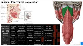 Intro to Deglutition amp the Pharyngeal Constrictors OINAs [upl. by Enitsugua409]