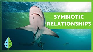 What is SYMBIOSIS 🐠🦐 Mutualism Commensalism Parasitism  EXAMPLES 🐦 [upl. by Nahtanaj]