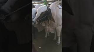 cow bull youtubeshorts youtuber ytshorts youtube youtubeshort ytshort yt youtubevideo [upl. by Attlee]