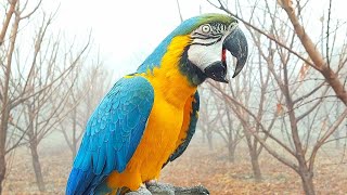 Blue and Gold Macaw Screaming Loud  Macaw Natural Sounds and Calls in Fog [upl. by Rahm]