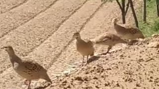 Teetar Ki Aawaz  Grey Francolin bird sound  Dakni amp Irani Grey Bird [upl. by Eraste]