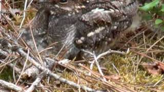 Engoulevents deurope  Caprimulgus europaeus  European Nightjar [upl. by Gamages]