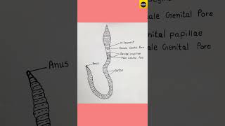 How to draw quotEarthwormquot diagram  Pheretima Posthuma  TheDrawingAcumen [upl. by Ajile]