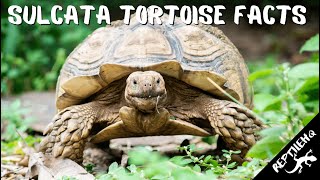 Facts About Sulcata Tortoises Youve Got to Hear [upl. by Tobey920]