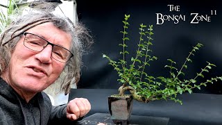 Pruning My Chinese Privet The Bonsai Zone Nov 2024 [upl. by Elenore]