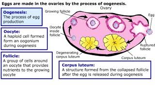 Gametogenesis [upl. by Yvad]