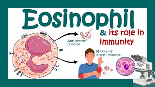 Eosinophils Eosinophil and its role in immunity  What causes high eosinophil  Eosinophilia [upl. by Elrae]