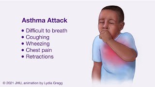 Asthmatic Bronchiole During an Exacerbation [upl. by Ydasahc152]