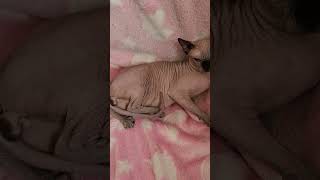 Sphynx Male vaccin tec t est parent me joindre 0470 325 848 merci ❤️💙✍️📩 [upl. by Nashbar]